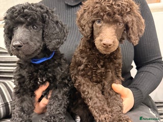 Standard Poodle dogs 2 GORGEOUS boys available KC registered S. Poodle - Advert 11