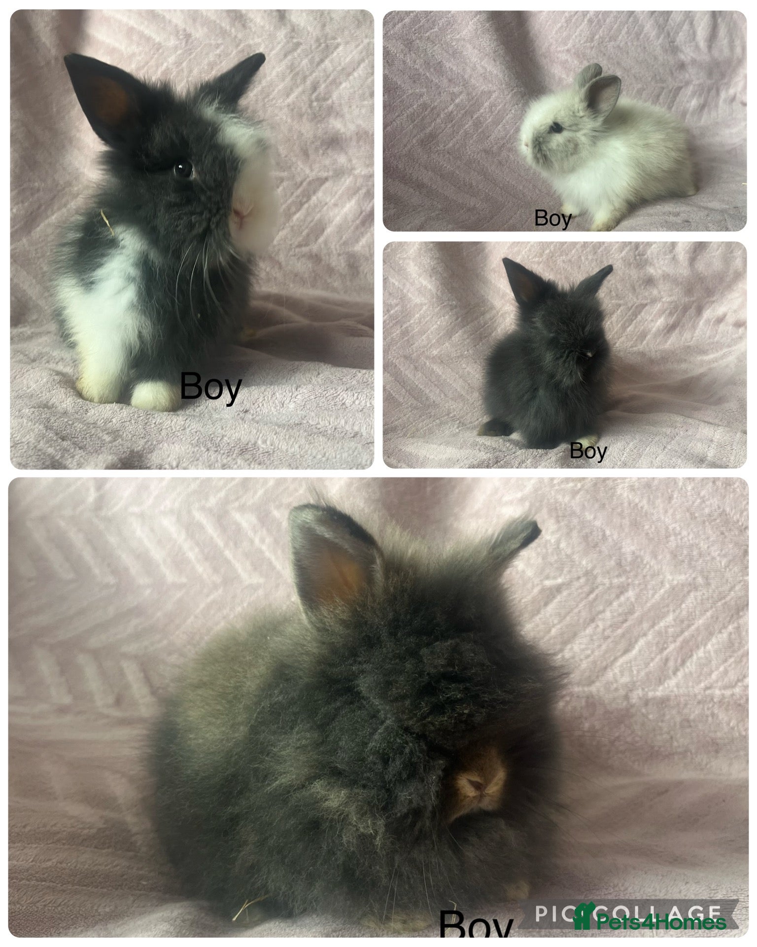 Lionhead rabbits Mini double maned lionheads £65-75 - Advert 1