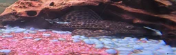 Plecos fish for sale: Common Pleco - Advert 6