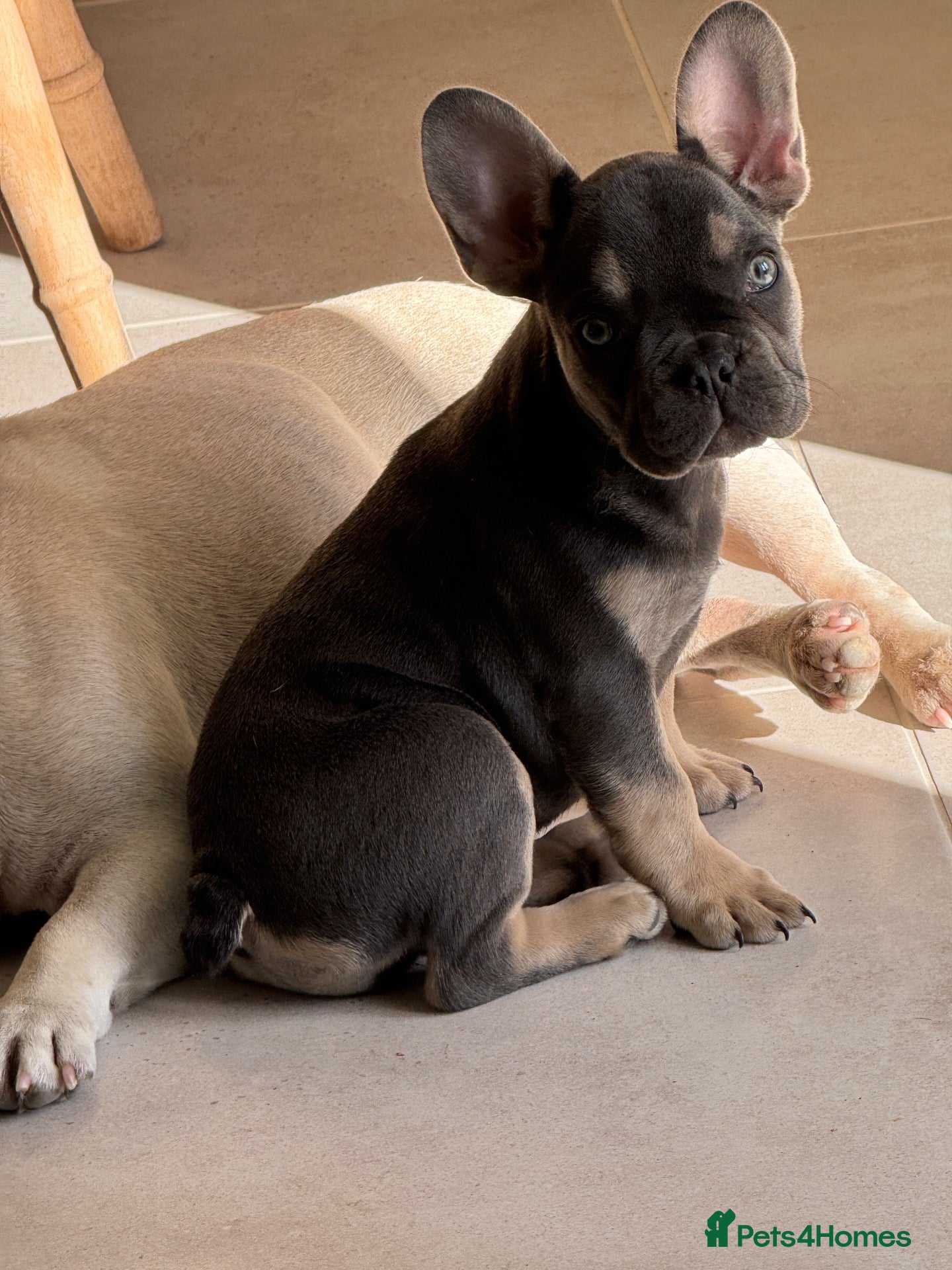 French Bulldog dogs Ready for her forever home ! KC reg puppy  - Advert 3
