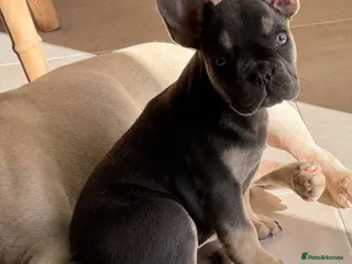 French Bulldog dogs Ready for her forever home ! KC reg puppy - Advert 3