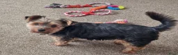 Yorkshire Terrier dogs for sale: Yorkshire Terrier looking for a new home. - Advert 6