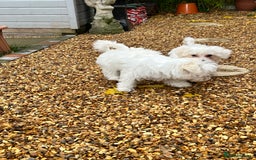Bichon Frise dogs for sale: Two beautiful Bichon frise pups  - Image 3