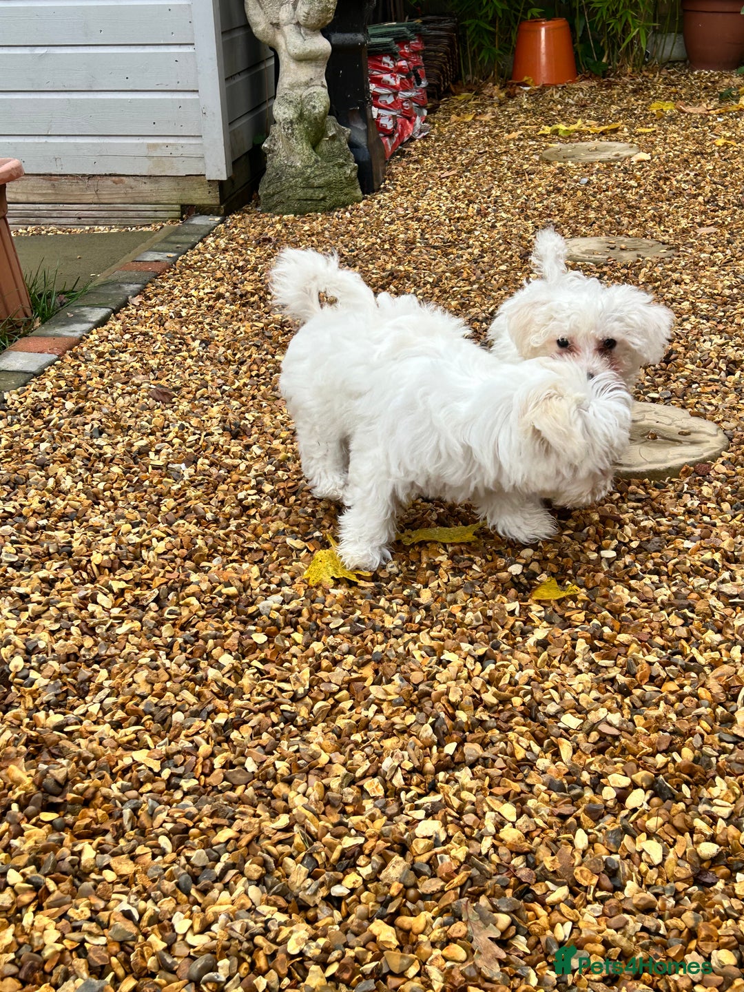 Bichon Frise dogs for sale: Two beautiful Bichon frise pups  - Image 3