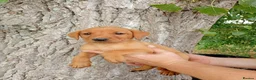 Labrador Retriever dogs for sale: Foxred labrador puppies - Advert 11