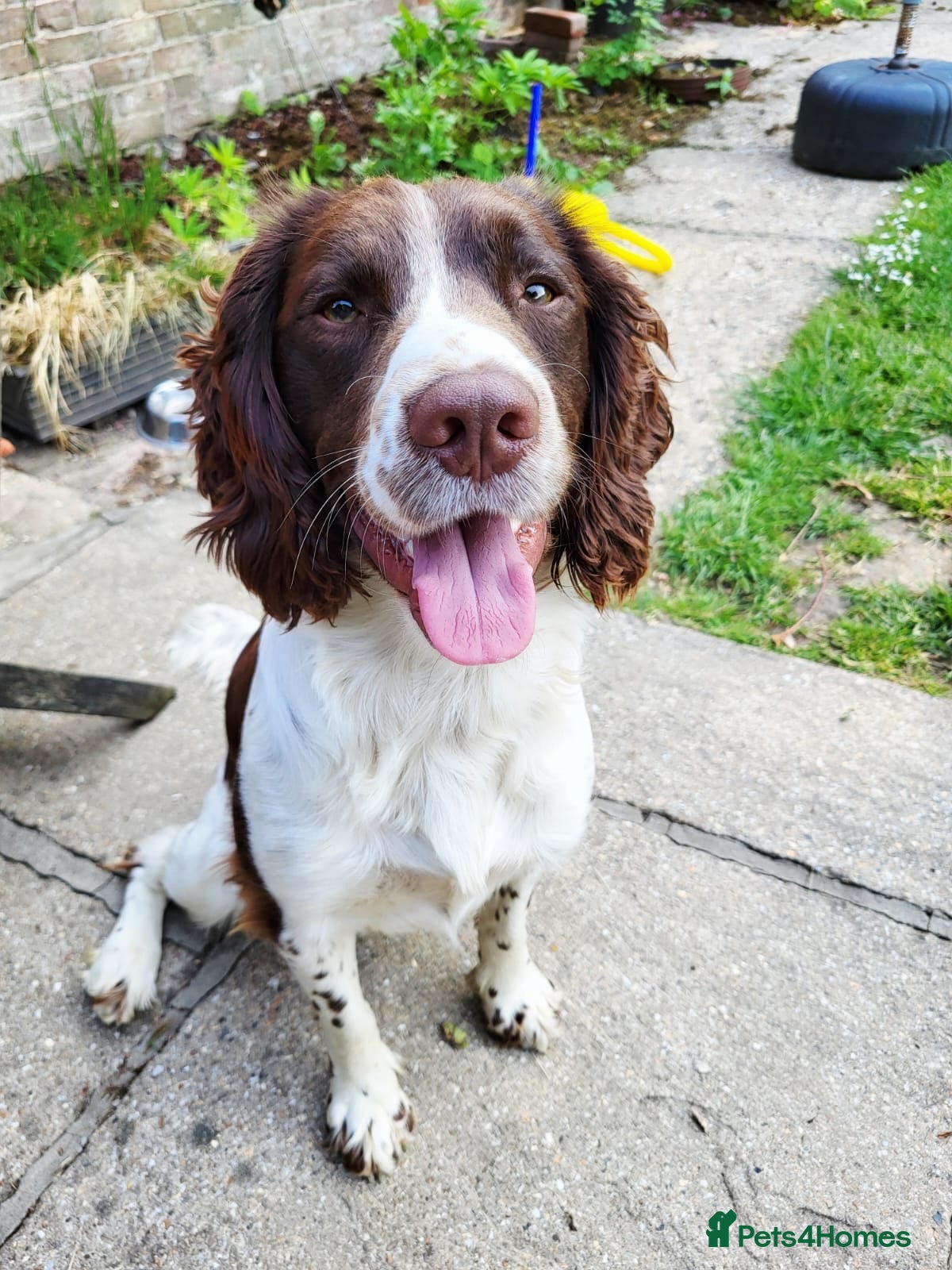 English Springer Spaniel dogs Teddy.  English Springer Spaniel - Advert 1