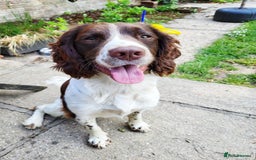 English Springer Spaniel dogs for stud: Teddy.  English Springer Spaniel - Image 1
