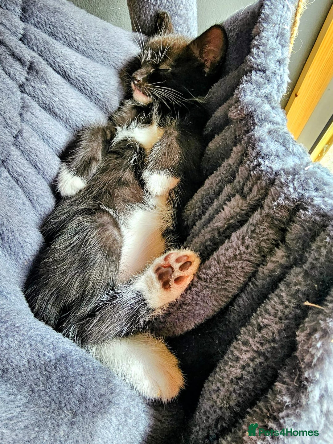 Mixed Breed cats for sale: Adorable kittens looking for new homes  - Image 7