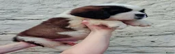 Saint Bernard dogs for sale: Show Quality Saint Bernard's  - Advert 3