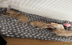 Chihuahua dogs for sale: Chihuahua puppies male 3 pupies available - Image 4