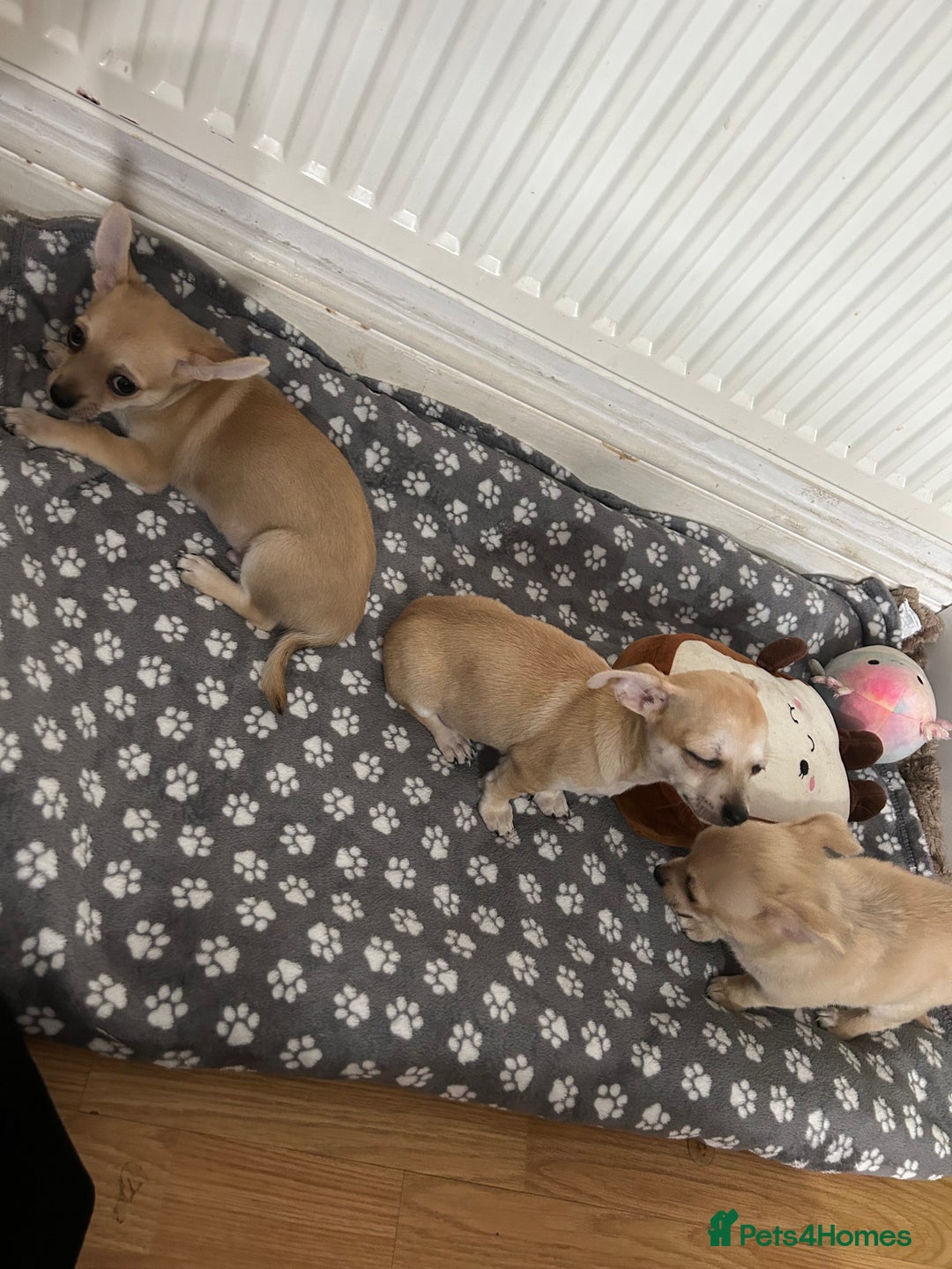 Chihuahua dogs for sale: Chihuahua puppies male 3 pupies available - Image 4