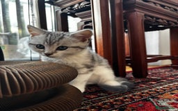 British Shorthair cats for sale: Beautiful British Shorthair/Turkish Angora Kittens - Image 20
