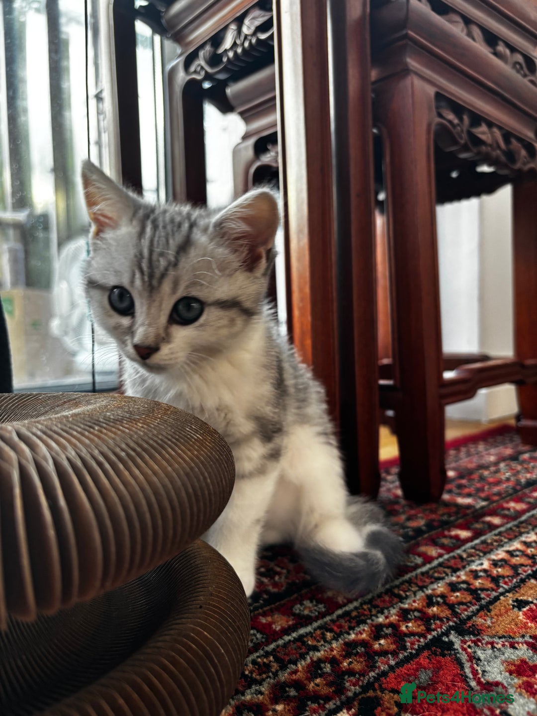 British Shorthair cats for sale: Beautiful British Shorthair/Turkish Angora Kittens - Image 20