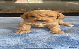 Cockapoo dogs for sale: F1 Cockapoos - Image 4