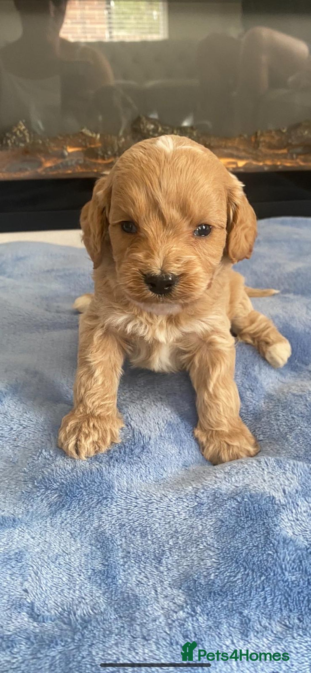 Cockapoo dogs for sale: F1 Cockapoos - Image 4