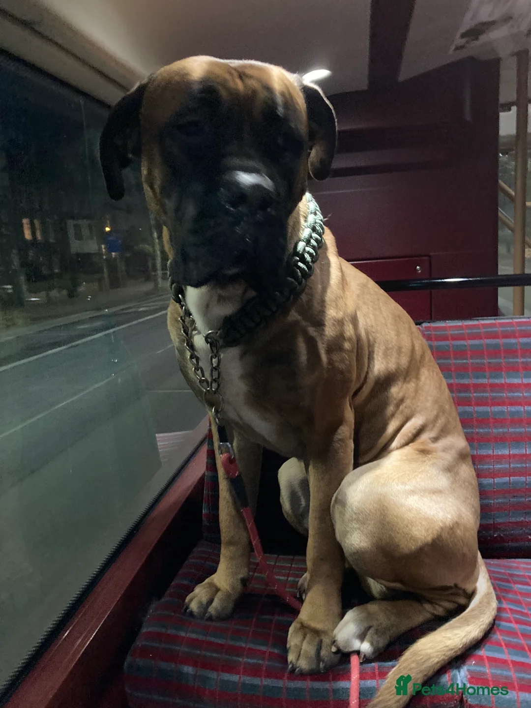 Cane Corso dogs for stud: M cane corso available for stud in London - Advert 4