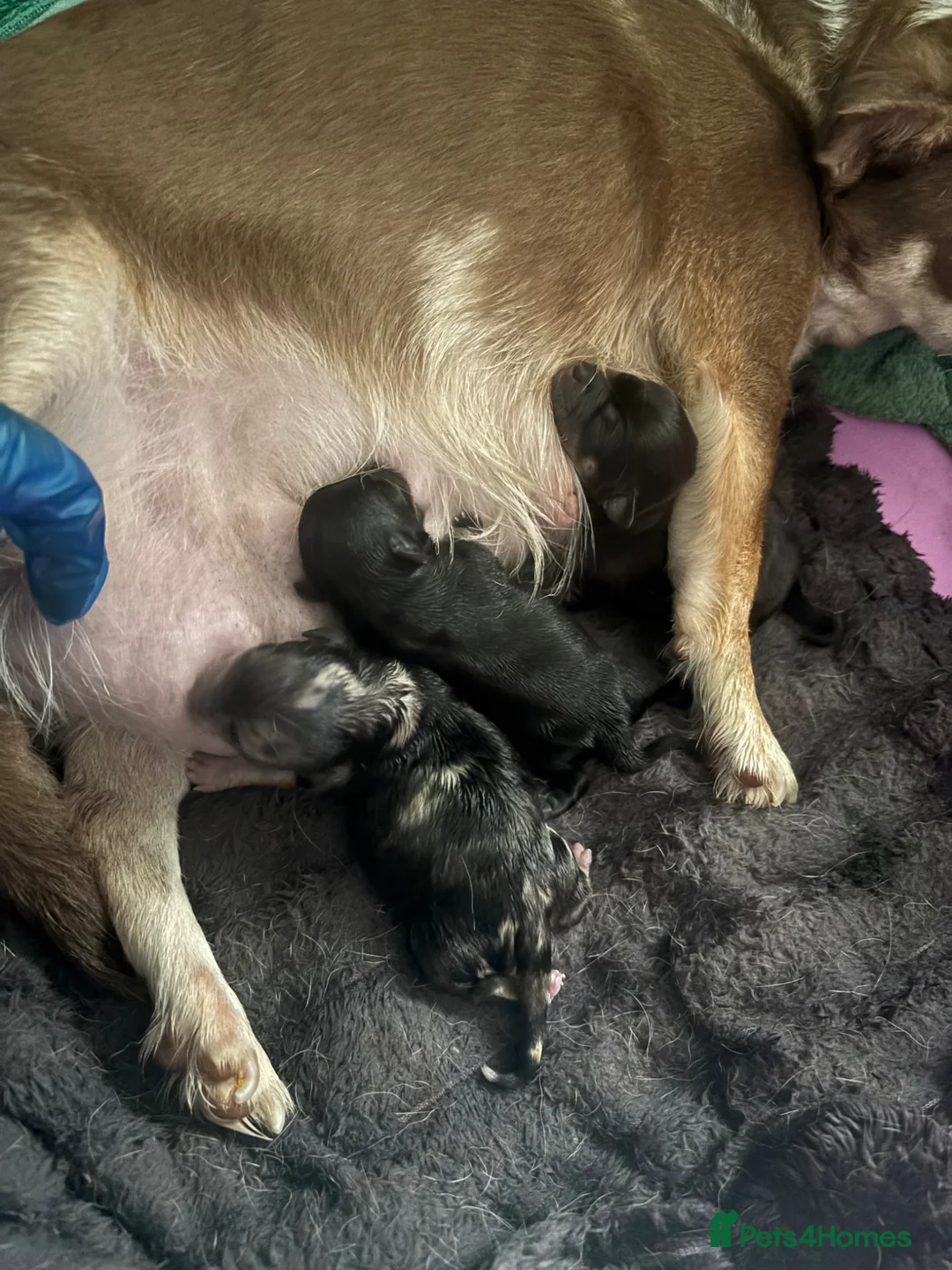 Chihuahua dogs for sale: Male Merle Chihuahua  in Colchester - Advert 12
