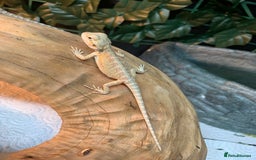 Bearded Dragon reptiles for sale: Baby bearded dragons super friendly  - Image 8