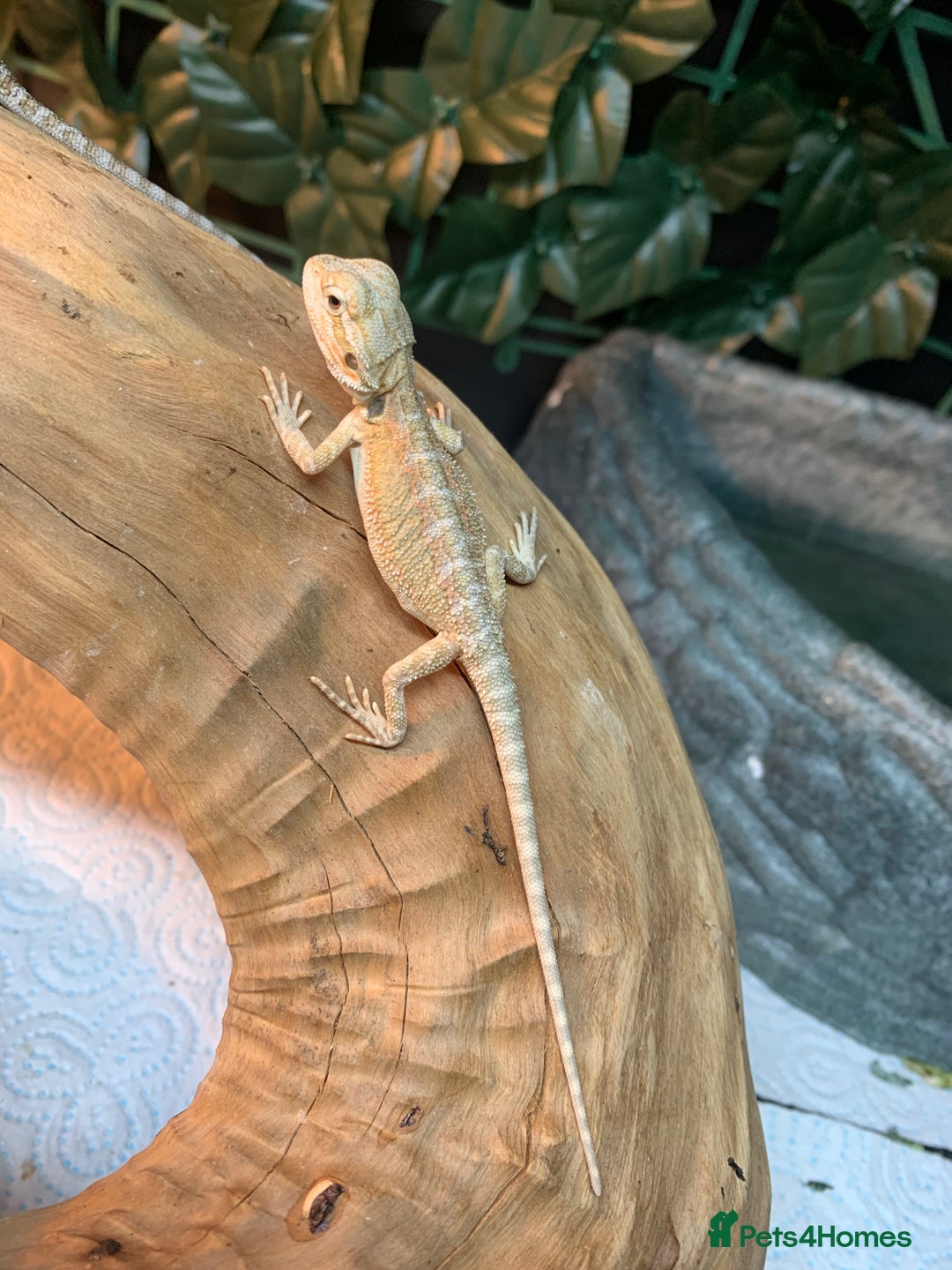 Bearded Dragon reptiles for sale: Baby bearded dragons super friendly  - Image 8