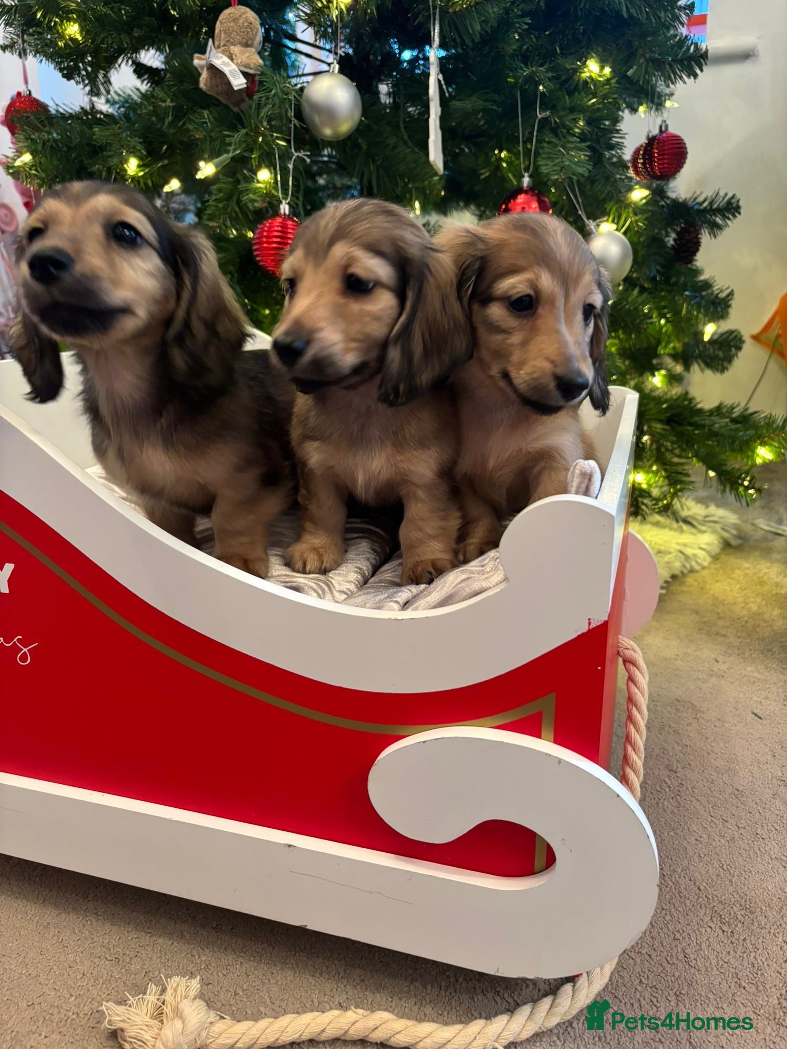 Miniature Dachshund dogs Quality, Cream, Long Haired Miniature Dachshunds  - Advert 1