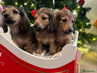 Miniature Dachshund dogs 🩷LAST GIRL🩷Shaded Cream,Long Hair,Mini Dachshund - Advert 10