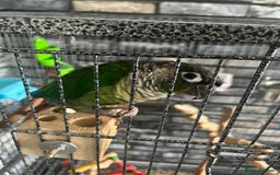 Conures birds for sale: Bird on sale - Image 3