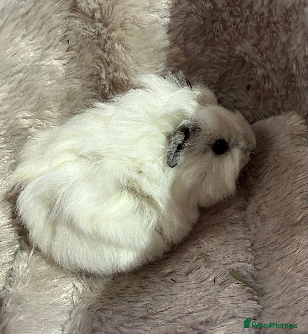 Guinea Pig rodents for sale: GORGEOUS BABY GUINEA PIGS - Advert 14