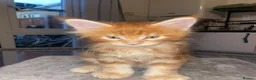 Maine Coon cats for sale: Rare Red Silver Maine Coon Kittens Available  - Advert 19