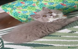 British Longhair cats for sale: Gccf registered-lilac bi kittens-ready now  - Image 7