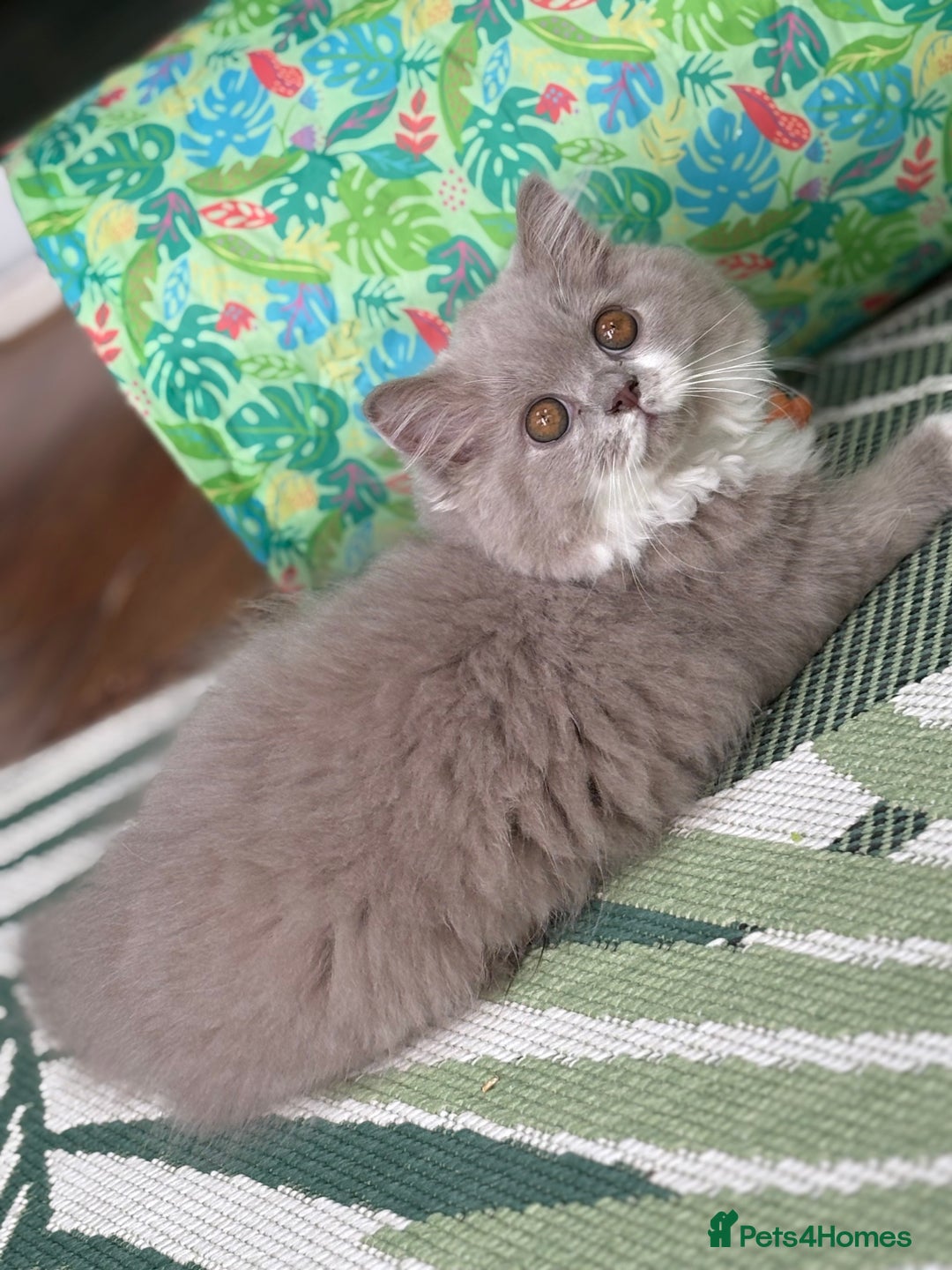 British Longhair cats for sale: Gccf registered-lilac bi kittens-ready now  - Image 7