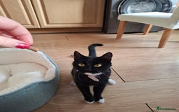 Mixed Breed cats for sale: Lovely Cat Looking for a New Home - Image 2