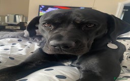 Cane Corso dogs for sale: Cane corso seeking a loving home  - Image 2