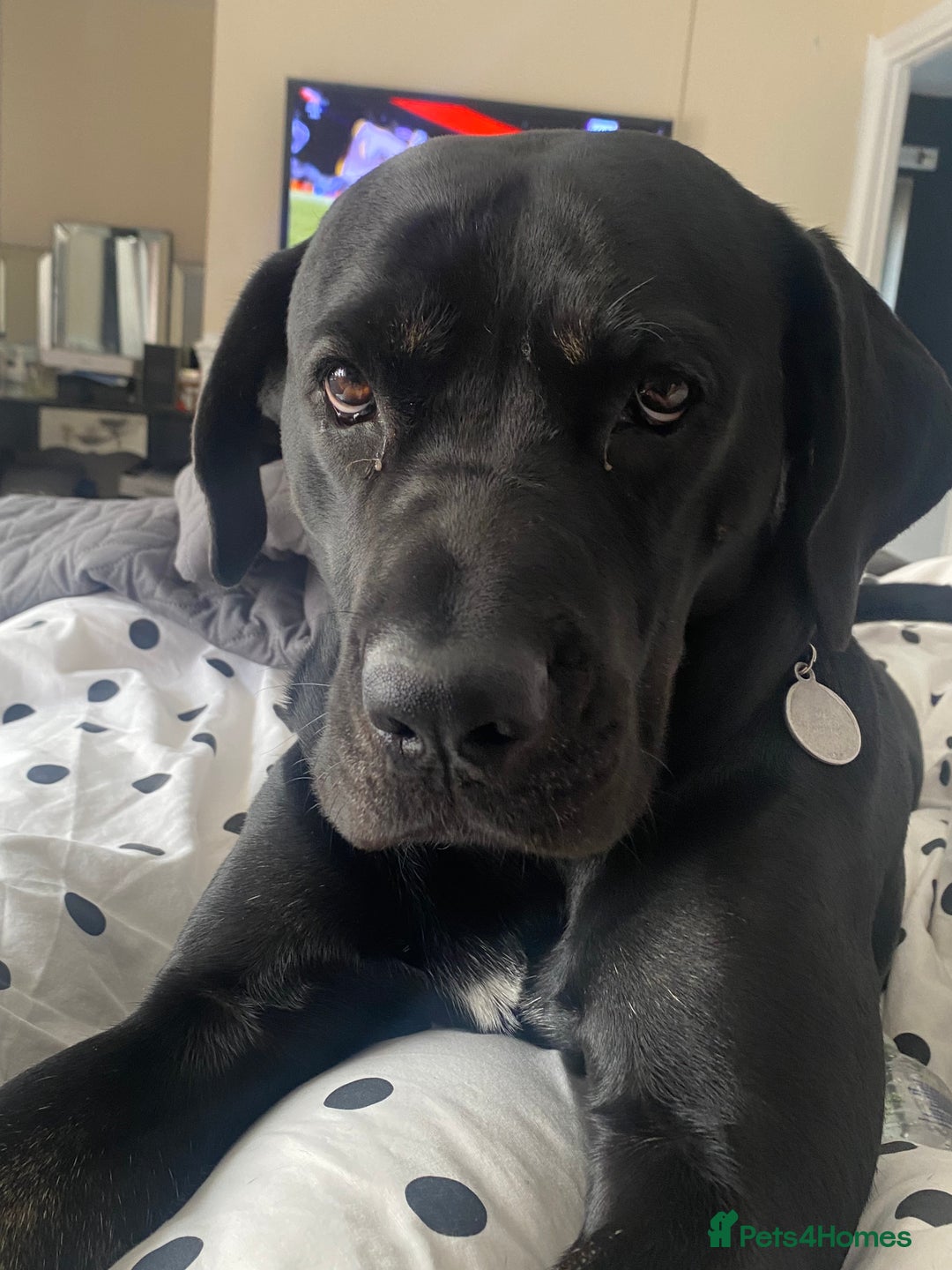 Cane Corso dogs for sale: Cane corso seeking a loving home  - Image 2