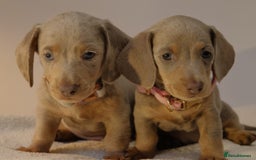 Miniature Dachshund dogs for sale:  🌟5StarsLicense+Holistic+KC+VetChecked+PRA Clear+ - Image 39