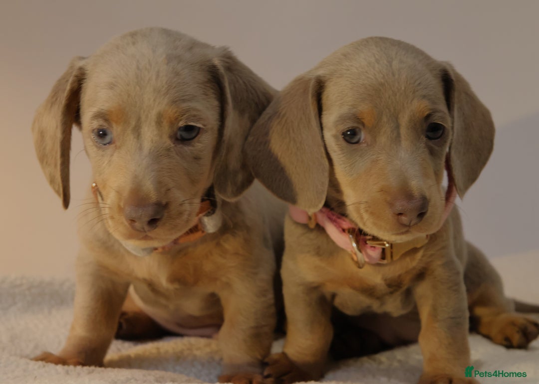 Miniature Dachshund dogs for sale:  🌟5StarsLicense+Holistic+KC+VetChecked+PRA Clear+ - Image 39