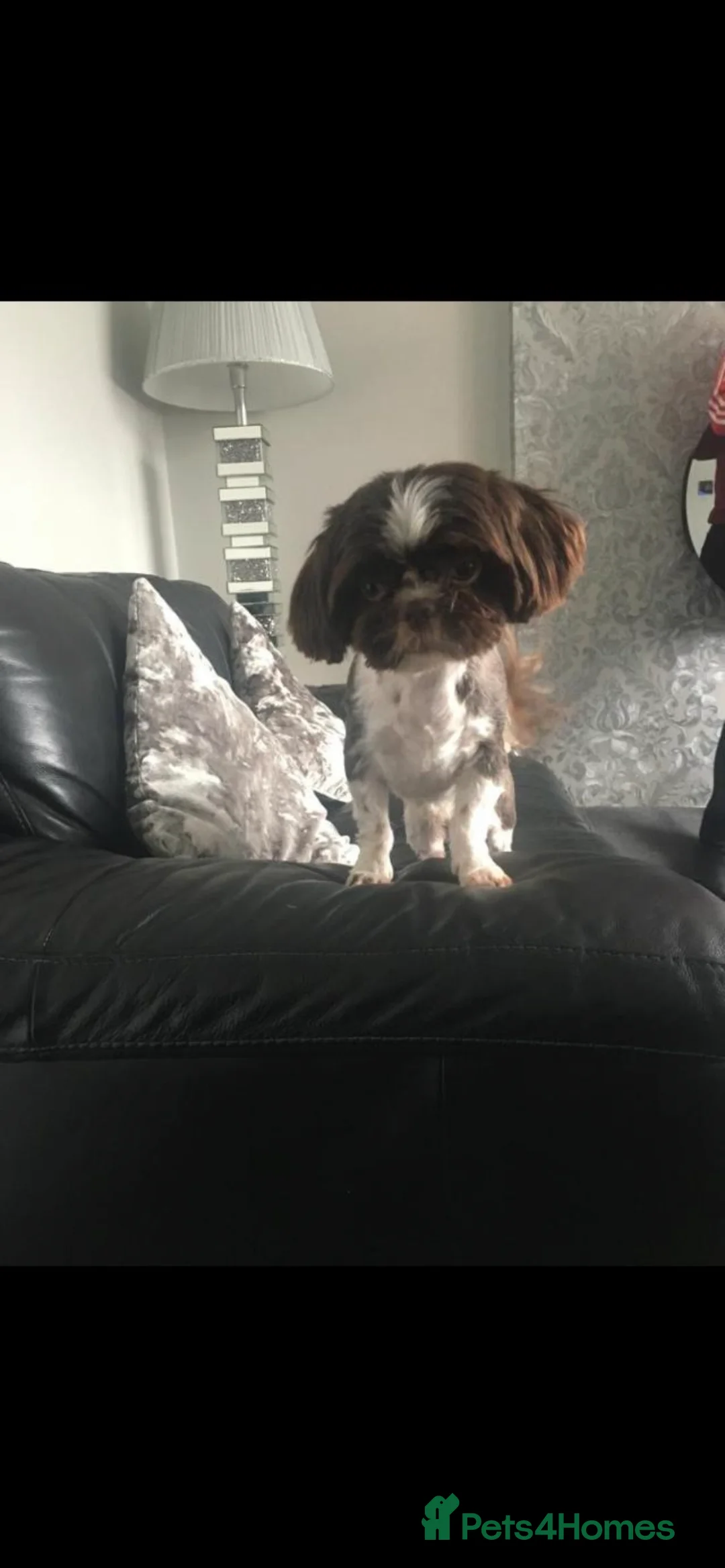 Shih Tzu dogs for stud: Chocolate and white imperial boy - Advert 2