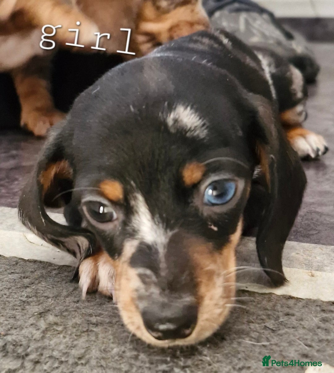 Dachshund dogs for sale: Beautiful dachshunds puppys - Image 2