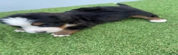 Bernedoodle dogs for sale: Beautiful Tri colour bernedoodle puppies  - Advert 10
