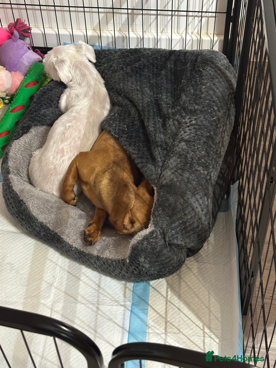 Maltese dogs for sale: Very Timid Maltese girl looking for a safe home  - Advert 3