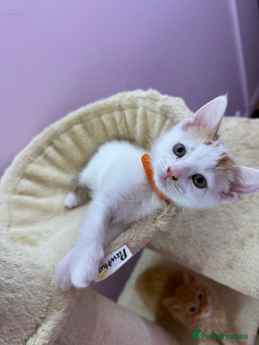 Mixed Breed cats for sale: READ INFO, 8 beautiful ginger kittens. - Image 3