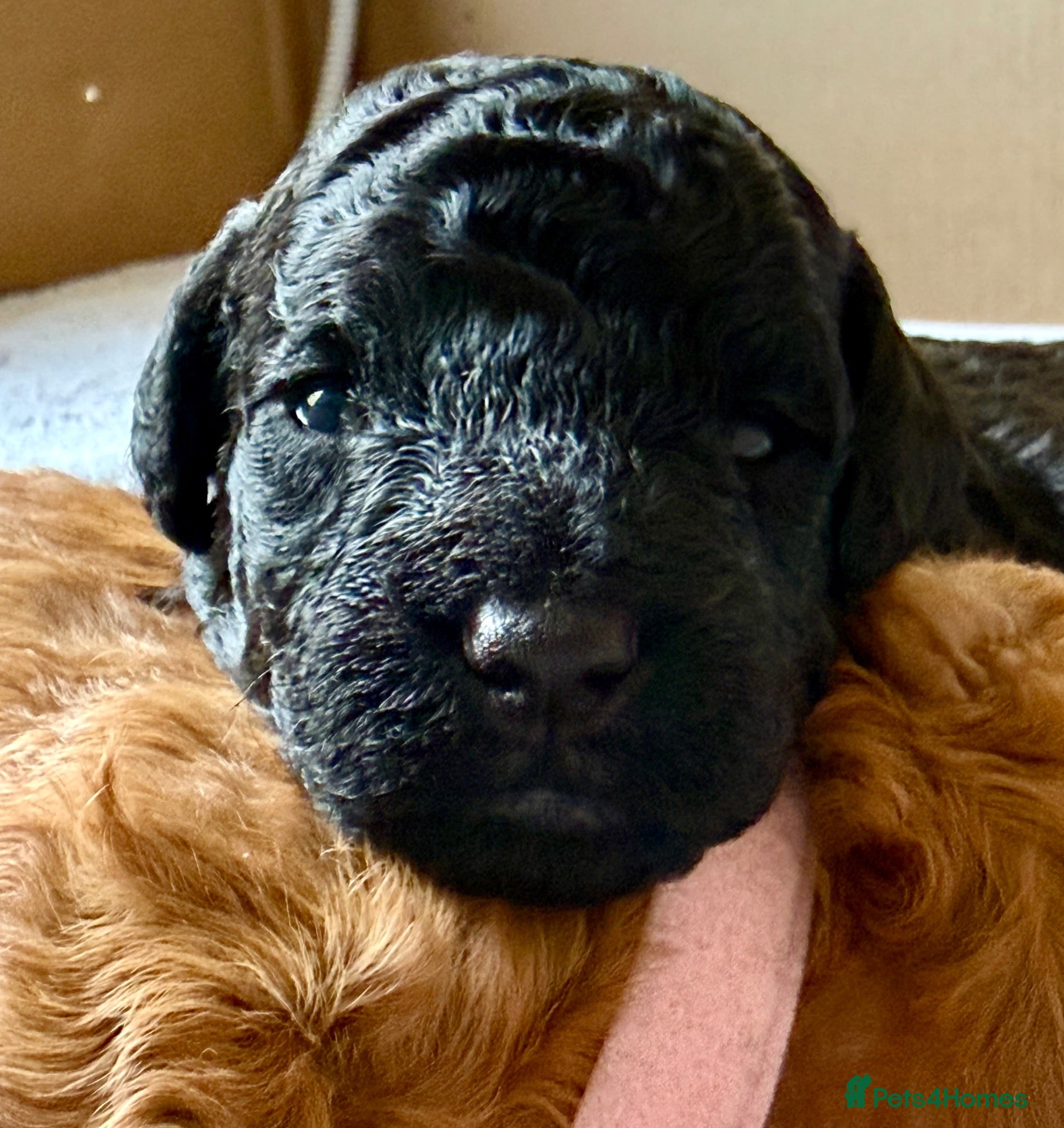 Toy Poodle dogs 🐾 Purebred Toy Poodle Puppies – £1,800 Each 🐾 - Advert 2
