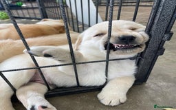 Labrador Retriever dogs for sale: Lovable, Quality KC working Labradors!! - Image 4