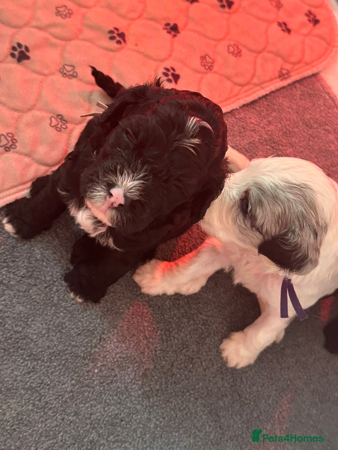 Cockapoo dogs for sale: Beautiful cockapoo puppies delivery possible - Image 8