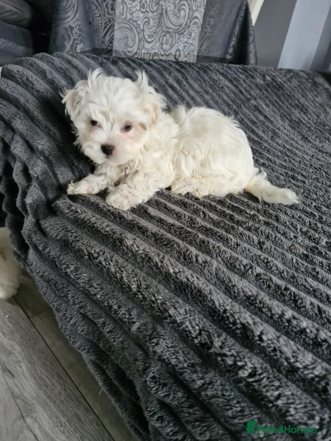 Maltese dogs for sale: Maltese puppies - Advert 2