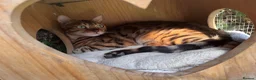 Bengal cats for sale: Retired Bengals - Various - Advert 2