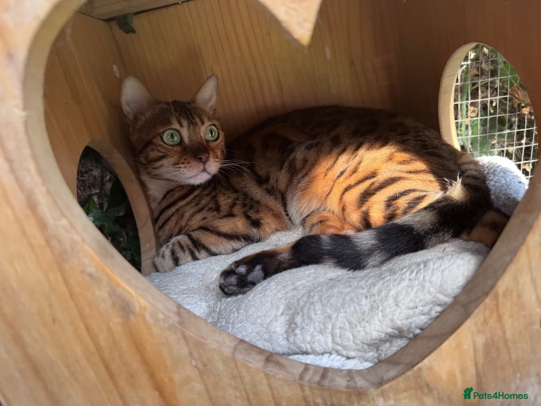 Bengal cats for sale: Retired Bengals - Various - Advert 2