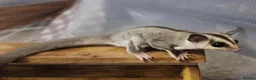 Sugar Glider rodents for sale: White Face Sugar Glider Joeys - Advert 2