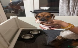 Jack Russell dogs for sale: 2 Jack Russel Puppies - Image 12