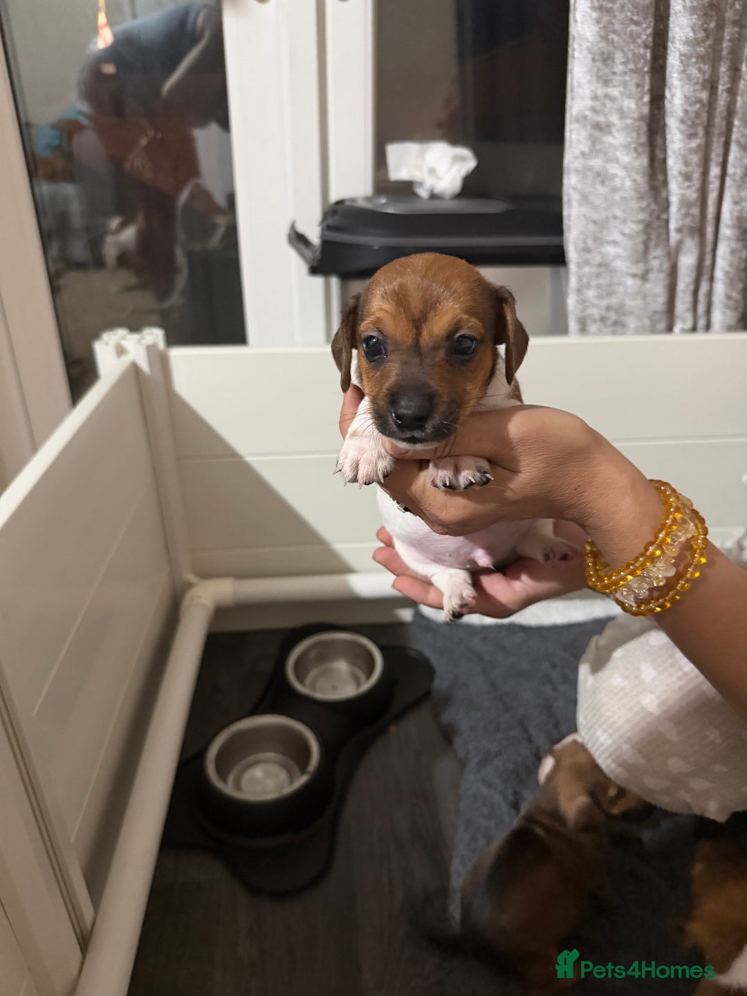 Jack Russell dogs for sale: 2 Jack Russel Puppies - Image 12