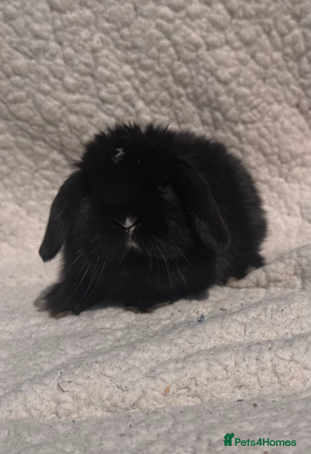 Mini Lop rabbits for sale: STUNNING mini lop babies  - Image 6